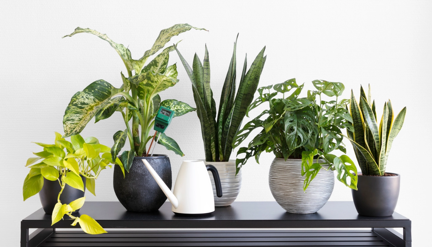 plants for indoor air quality